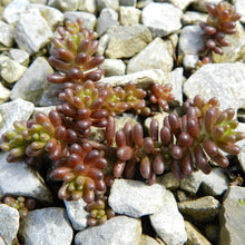 Lade das Bild in den Galerie-Viewer, Weisser Mauerpfeffer (Sedum album)