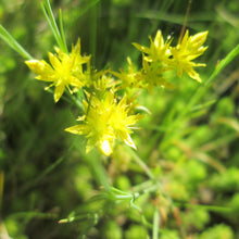 Lade das Bild in den Galerie-Viewer, Milder Mauerpfeffer (Sedum sexangulare)