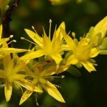 Lade das Bild in den Galerie-Viewer, Milder Mauerpfeffer (Sedum sexangulare)