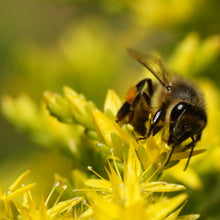 Lade das Bild in den Galerie-Viewer, Milder Mauerpfeffer (Sedum sexangulare)