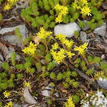 Lade das Bild in den Galerie-Viewer, Milder Mauerpfeffer (Sedum sexangulare)