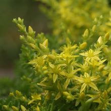 Lade das Bild in den Galerie-Viewer, Milder Mauerpfeffer (Sedum sexangulare)