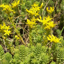 Lade das Bild in den Galerie-Viewer, Milder Mauerpfeffer (Sedum sexangulare)