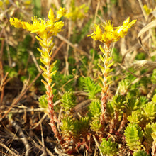 Lade das Bild in den Galerie-Viewer, Milder Mauerpfeffer (Sedum sexangulare)