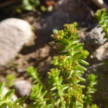 Lade das Bild in den Galerie-Viewer, Milder Mauerpfeffer (Sedum sexangulare)