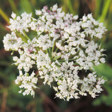 Lade das Bild in den Galerie-Viewer, Kümmelblättrige Silge (Selinum carvifolia)