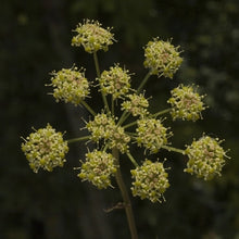 Lade das Bild in den Galerie-Viewer, Gewöhnliche Wiesensilge (Silaum silaus)