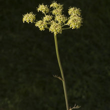 Lade das Bild in den Galerie-Viewer, Gewöhnliche Wiesensilge (Silaum silaus)