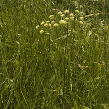 Lade das Bild in den Galerie-Viewer, Gewöhnliche Wiesensilge (Silaum silaus)
