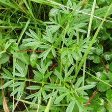 Lade das Bild in den Galerie-Viewer, Gewöhnliche Wiesensilge (Silaum silaus)