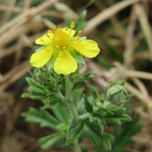 Lade das Bild in den Galerie-Viewer, Silber-Fingerkraut (Potentilla argentea)