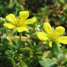 Lade das Bild in den Galerie-Viewer, Silber-Fingerkraut (Potentilla argentea)