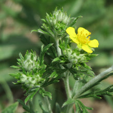 Lade das Bild in den Galerie-Viewer, Silber-Fingerkraut (Potentilla argentea)