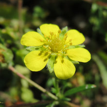 Lade das Bild in den Galerie-Viewer, Silber-Fingerkraut (Potentilla argentea)