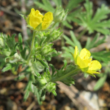 Lade das Bild in den Galerie-Viewer, Silber-Fingerkraut (Potentilla argentea)