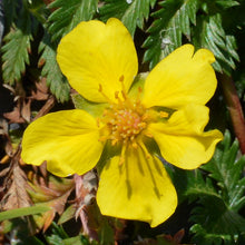 Lade das Bild in den Galerie-Viewer, Silber-Fingerkraut (Potentilla argentea)