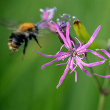 Lade das Bild in den Galerie-Viewer, Kuckucks-Lichtnelke (Silene flos-cuculi)