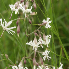 Lade das Bild in den Galerie-Viewer, Nickendes Leimkraut (Silene nutans)