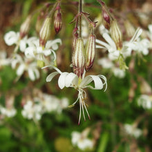 Lade das Bild in den Galerie-Viewer, Nickendes Leimkraut (Silene nutans)