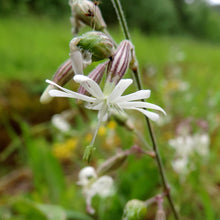 Lade das Bild in den Galerie-Viewer, Nickendes Leimkraut (Silene nutans)
