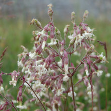 Lade das Bild in den Galerie-Viewer, Nickendes Leimkraut (Silene nutans)