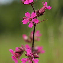 Lade das Bild in den Galerie-Viewer, Gemeine Pechnelke (Silene viscaria)
