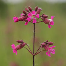 Lade das Bild in den Galerie-Viewer, Gemeine Pechnelke (Silene viscaria)