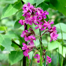 Lade das Bild in den Galerie-Viewer, Gemeine Pechnelke (Silene viscaria)