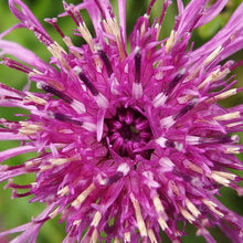 Lade das Bild in den Galerie-Viewer, Skabiosen-Flockenblume (Centaurea scabiosa)