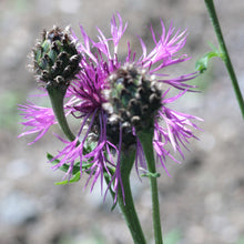 Lade das Bild in den Galerie-Viewer, Skabiosen-Flockenblume (Centaurea scabiosa)