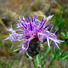 Lade das Bild in den Galerie-Viewer, Skabiosen-Flockenblume (Centaurea scabiosa)