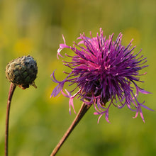 Lade das Bild in den Galerie-Viewer, Skabiosen-Flockenblume (Centaurea scabiosa)
