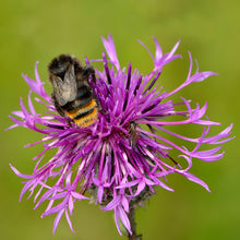 Lade das Bild in den Galerie-Viewer, Skabiosen-Flockenblume (Centaurea scabiosa)