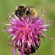 Lade das Bild in den Galerie-Viewer, Skabiosen-Flockenblume (Centaurea scabiosa)