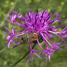 Lade das Bild in den Galerie-Viewer, Skabiosen-Flockenblume (Centaurea scabiosa)