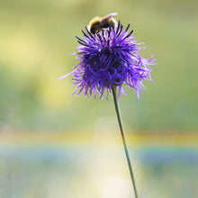 Lade das Bild in den Galerie-Viewer, Skabiosen-Flockenblume (Centaurea scabiosa)