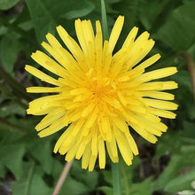 Lade das Bild in den Galerie-Viewer, Steifhaariger Löwenzahn (Leontodon hispidus)