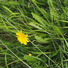 Lade das Bild in den Galerie-Viewer, Steifhaariger Löwenzahn (Leontodon hispidus)