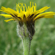 Lade das Bild in den Galerie-Viewer, Steifhaariger Löwenzahn (Leontodon hispidus)