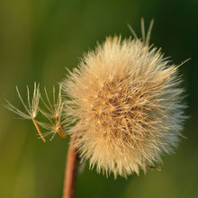 Lade das Bild in den Galerie-Viewer, Steifhaariger Löwenzahn (Leontodon hispidus)