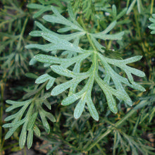 Lade das Bild in den Galerie-Viewer, Steppenfenchel (Seseli annuum)