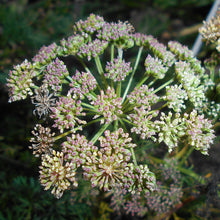 Lade das Bild in den Galerie-Viewer, Steppenfenchel (Seseli annuum)