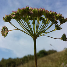 Lade das Bild in den Galerie-Viewer, Steppenfenchel (Seseli annuum)