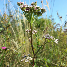 Lade das Bild in den Galerie-Viewer, Steppenfenchel (Seseli annuum)