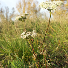 Lade das Bild in den Galerie-Viewer, Steppenfenchel (Seseli annuum)