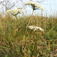 Lade das Bild in den Galerie-Viewer, Steppenfenchel (Seseli annuum)