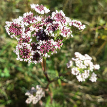 Lade das Bild in den Galerie-Viewer, Steppenfenchel (Seseli annuum)