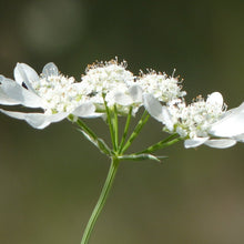 Lade das Bild in den Galerie-Viewer, Strahlen-Breitsame (Orlaya grandiflora)