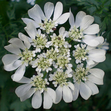 Lade das Bild in den Galerie-Viewer, Strahlen-Breitsame (Orlaya grandiflora)