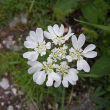 Lade das Bild in den Galerie-Viewer, Strahlen-Breitsame (Orlaya grandiflora)